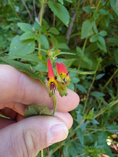 Cuphea cyanea, photograph 3
