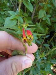 Cuphea cyanea, photograph (c) Zac Peterson, some rights reserved (CC BY)