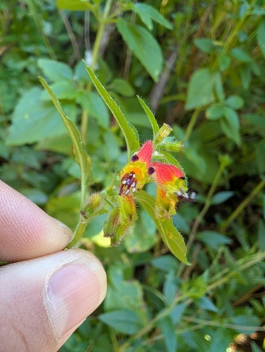 Cuphea cyanea, photograph 4