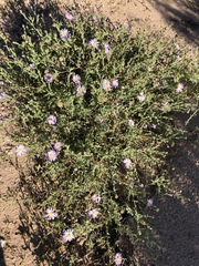 Leucosyris arida