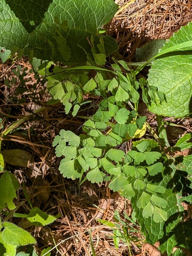 Adiantum andicola, photograph 6