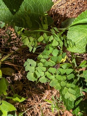 Adiantum andicola, photograph (c) Zac Peterson, some rights reserved (CC BY)