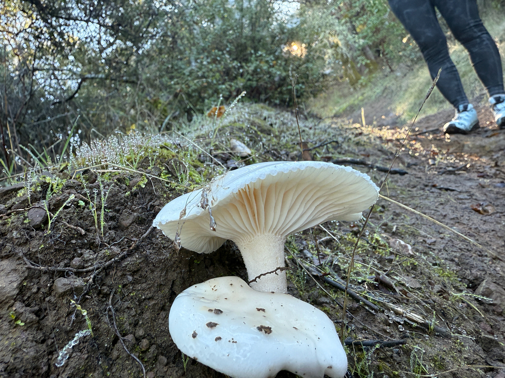 Hygrophorus eburneus · December 2025 · photo: © biosopher (iNaturalist, cc0)