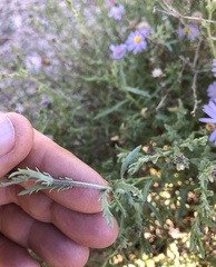 Leucosyris arida