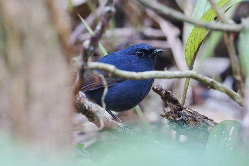 Bornean Shortwing (Brachypteryx erythrogyna), photo 7