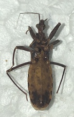 Opisthacidius
