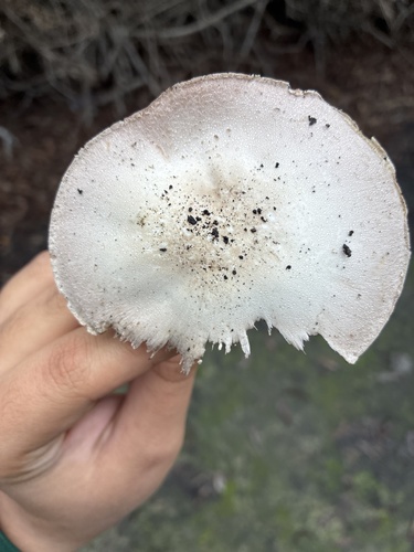 iNaturalist observation photo of California Agaricus