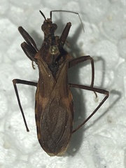 Opisthacidius