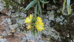 Delosperma leendertziae