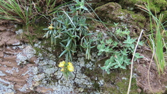 Delosperma leendertziae