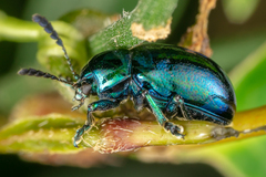 Platycorynus ceylonensis