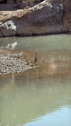 iNaturalist observation 2025-12-13