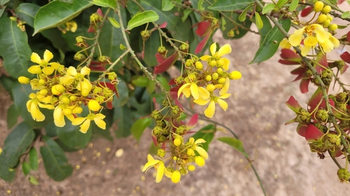 Acridocarpus plagiopterus