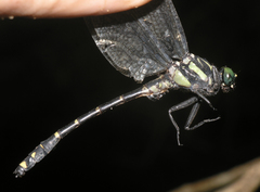 Asiagomphus reinhardti