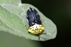 Physonota puncticollis