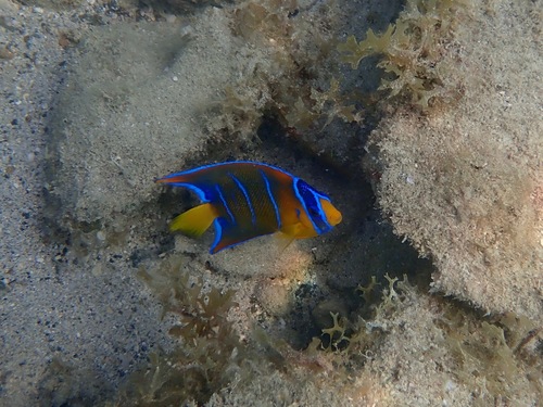 Queen Angelfish
