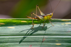 Conocephalus signatus