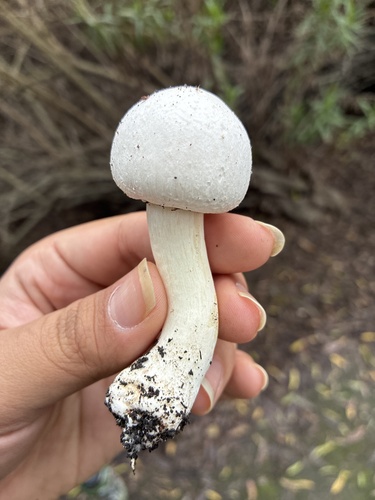iNaturalist observation photo of Yellow Stainer