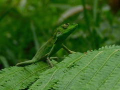 Bronchocela