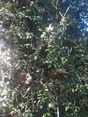 Metrosideros albiflora