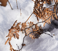 Pteridium latiusculum japonicum
