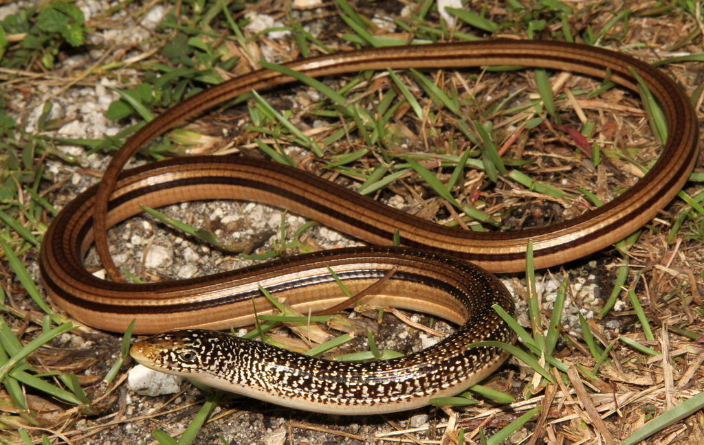 Island Glass Lizard