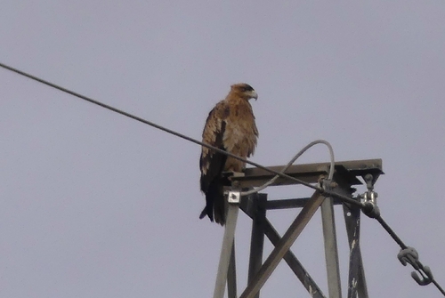 Aigle ibérique, jeune