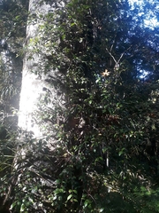 Metrosideros albiflora