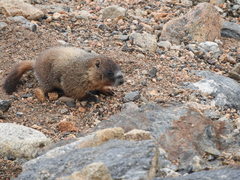 Yellow-Bellied Marmot photo 4