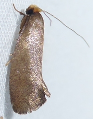 Edosa varians