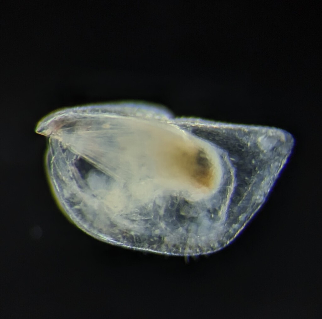 Orthoconchoecia