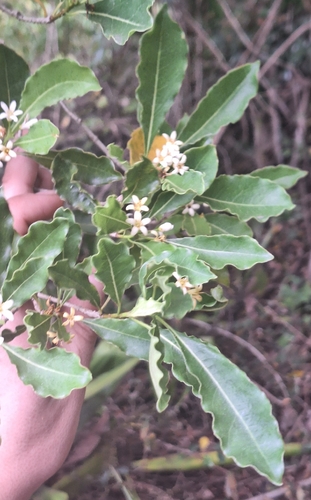 Pittosporum senacia