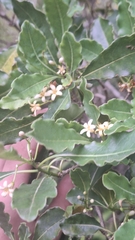 Pittosporum senacia, photograph (c) yellowplant, some rights reserved (CC BY)