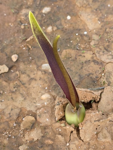 Biarum dispar