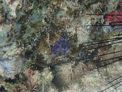 Clavelina puertosecensis