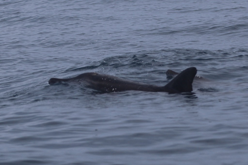 Rough-toothed dolphin surfacing, conical head and dorsal fin visible