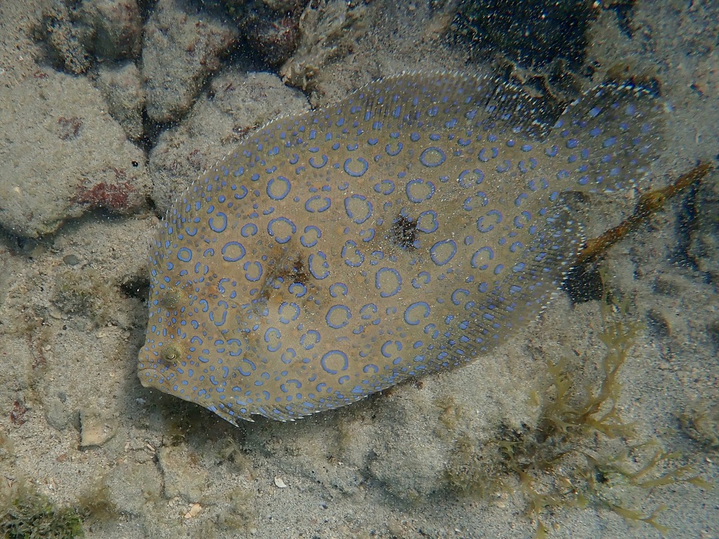 Peacock Flounder