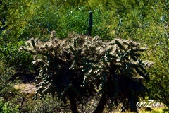 Cylindropuntia fulgida