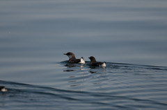 Synthliboramphus craveri