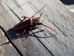 Cacodacnus planicollis