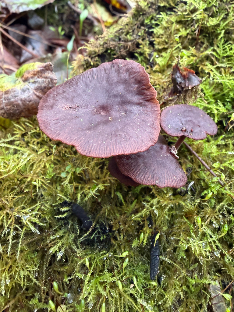 Collybiopsis villosipes · December 2025 · photo: © jjfeiler (iNaturalist, cc-by)