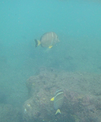 Acanthurus guttatus