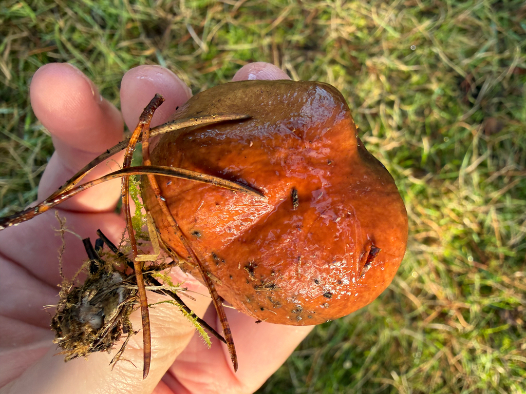 Suillus pungens · December 2025 · photo: © jjfeiler (iNaturalist, cc-by)