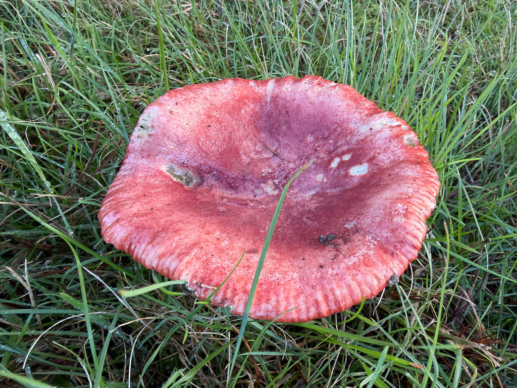 Russula rhodocephala · December 2025 · photo: © jjfeiler (iNaturalist, cc-by)