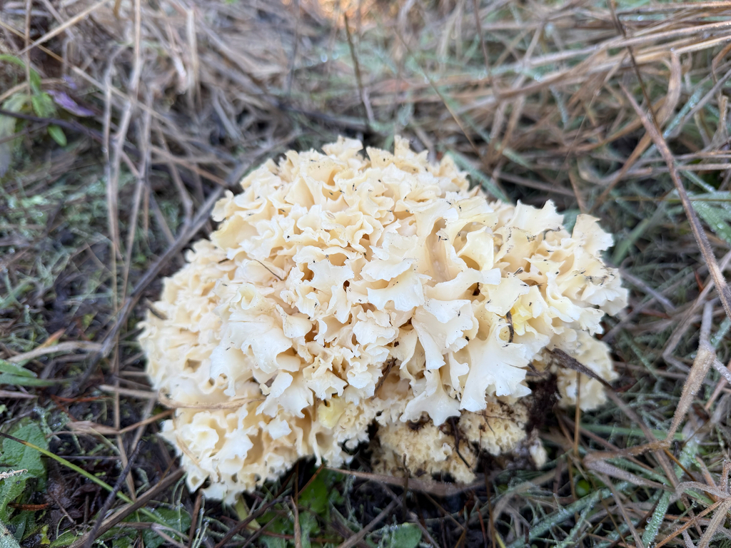 Sparassis radicata · December 2025 · photo: © jjfeiler (iNaturalist, cc-by)