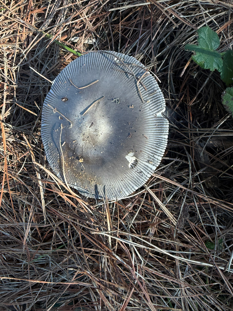 Amanita pachycolea