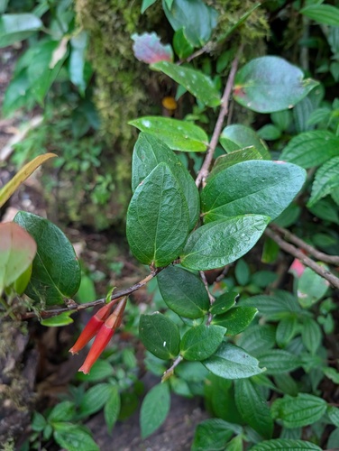 Macleania insignis, photograph 5