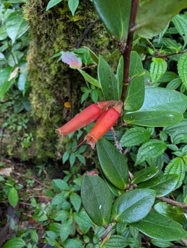 Macleania insignis, photograph 6
