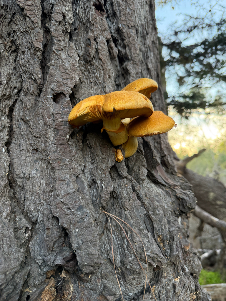 Gymnopilus ventricosus · December 2025 · photo: © jjfeiler (iNaturalist, cc-by)