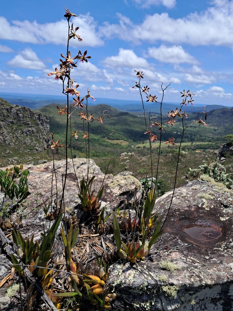 Encyclia duveenii Pabst